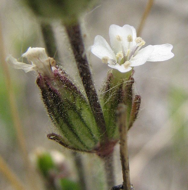 Изображение особи Gastrolychnis affinis.