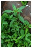 Acalypha australis. Цветущее растение. Республика Абхазия, г. Сухум. 18.08.2009.