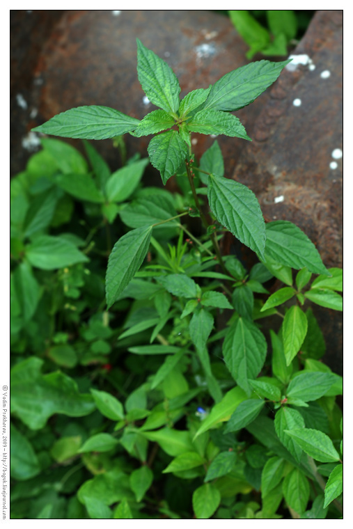 Изображение особи Acalypha australis.