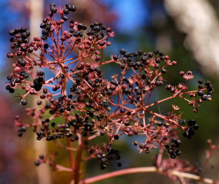 Image of Aralia elata specimen.