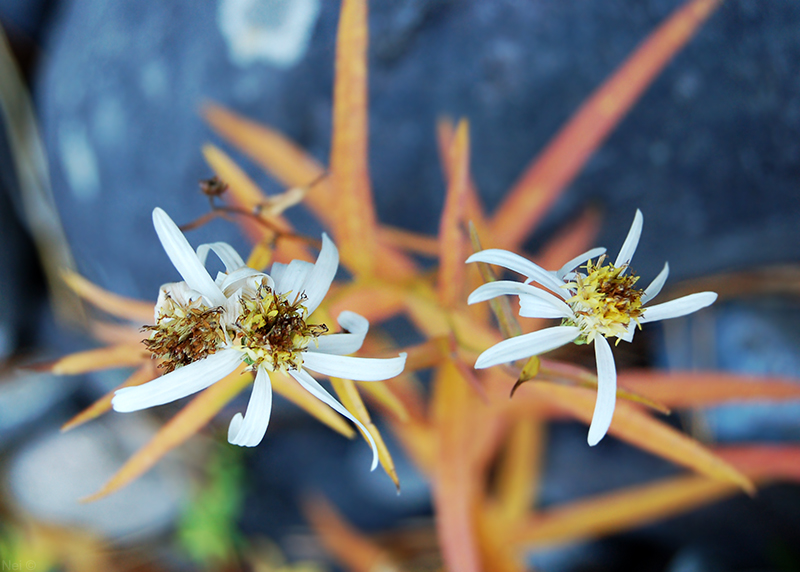 Изображение особи Galatella punctata.