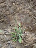 Cephalaria coriacea. Зацветающее растение на приморских скалах. Южный Берег Крыма, гора Аю-Даг, бухта Панаир. 29 октября 2009 г.