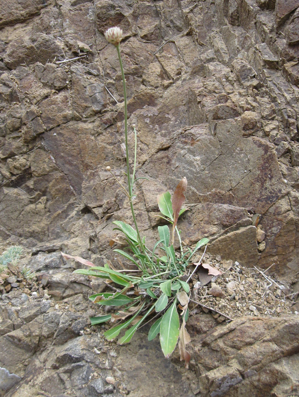 Изображение особи Cephalaria coriacea.