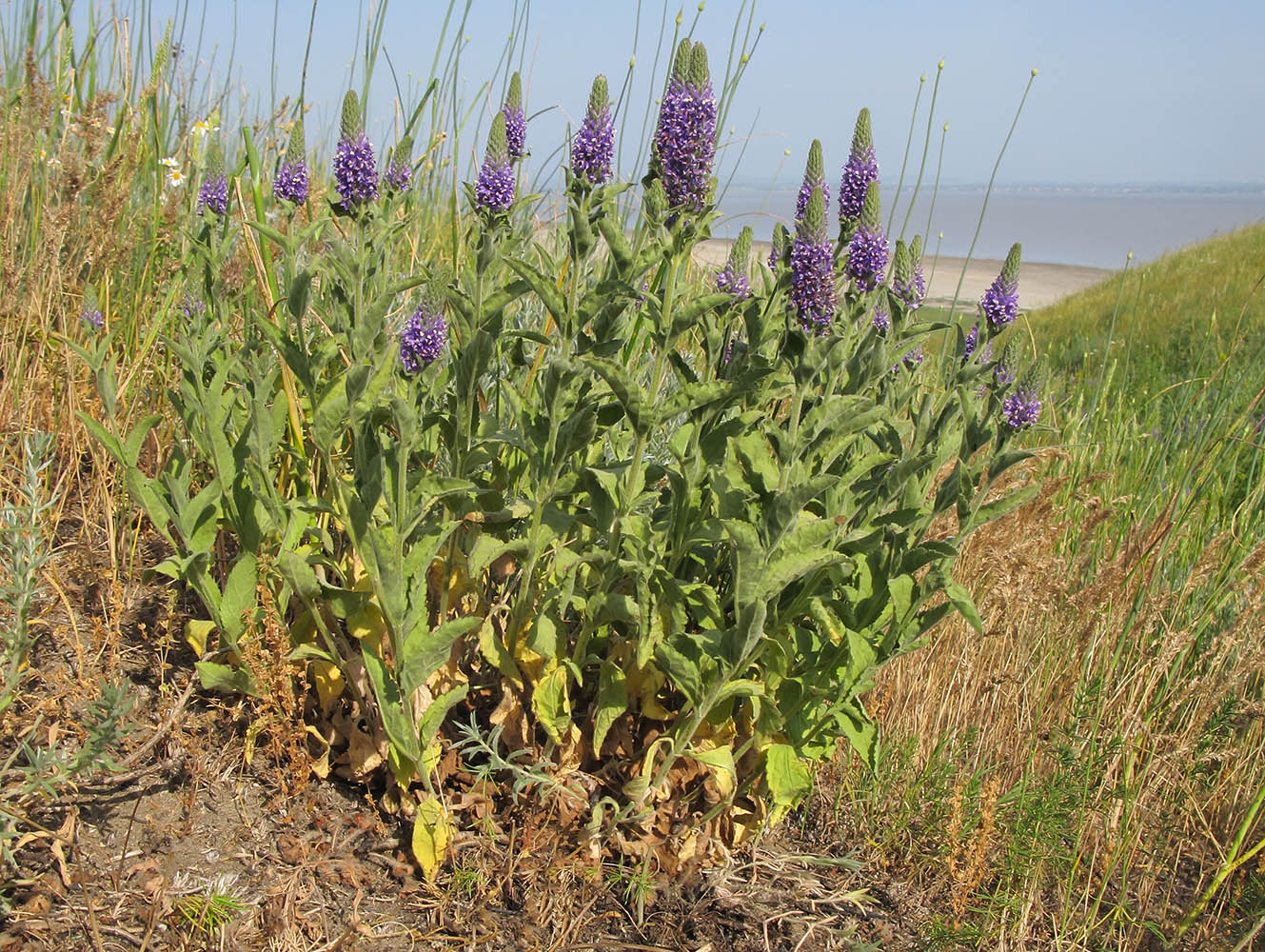 Image of Veronica barrelieri specimen.