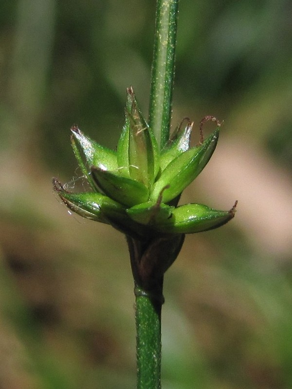 Изображение особи Carex polyphylla.