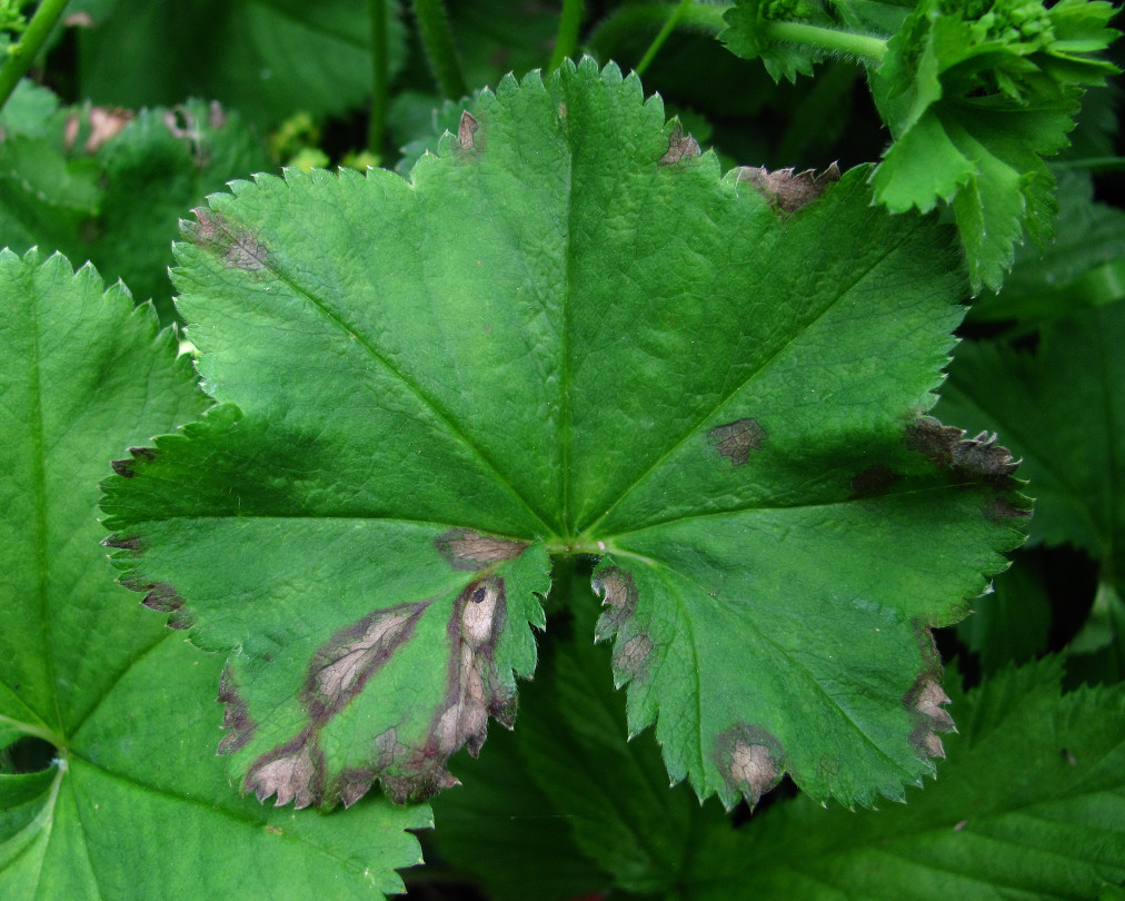 Изображение особи Alchemilla heptagona.