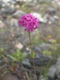 Silene compacta