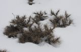 Astragalus aureus