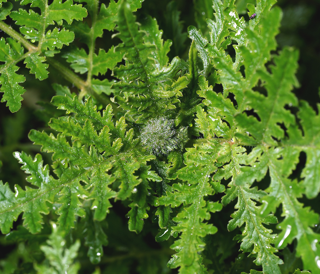Image of Phacelia tanacetifolia specimen.