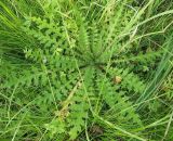 Cirsium palustre