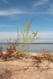 Atriplex littoralis