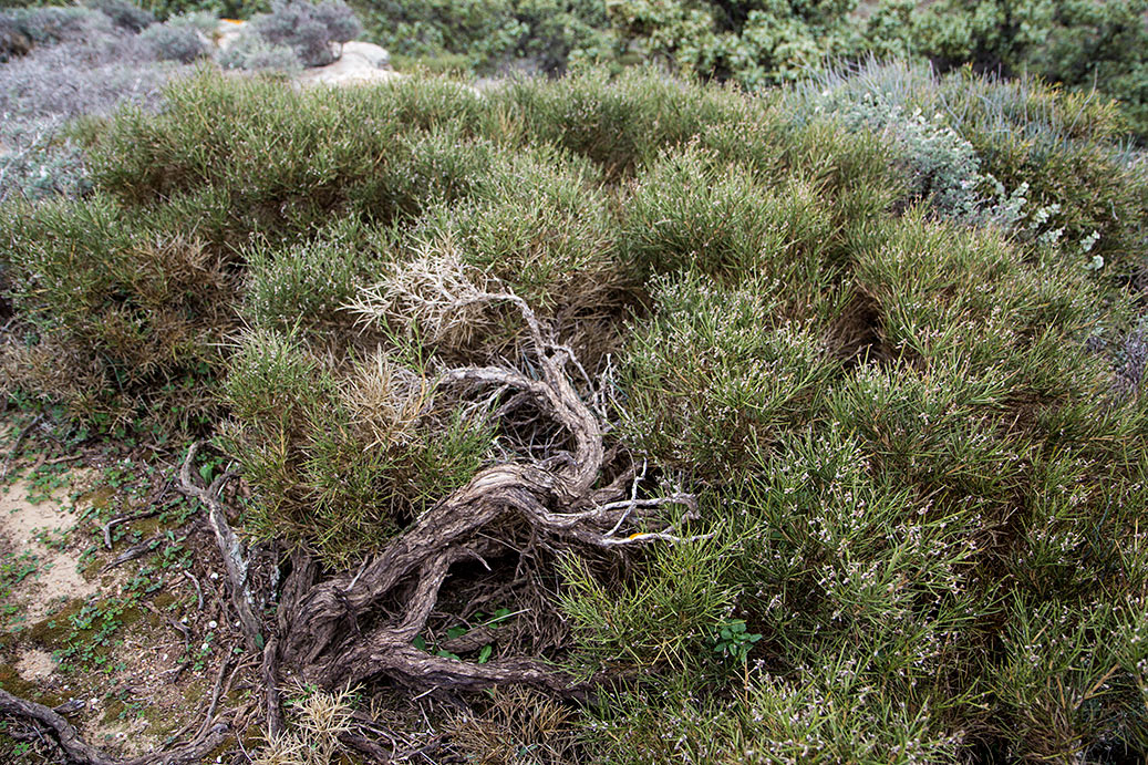 Image of Genista acanthoclada specimen.