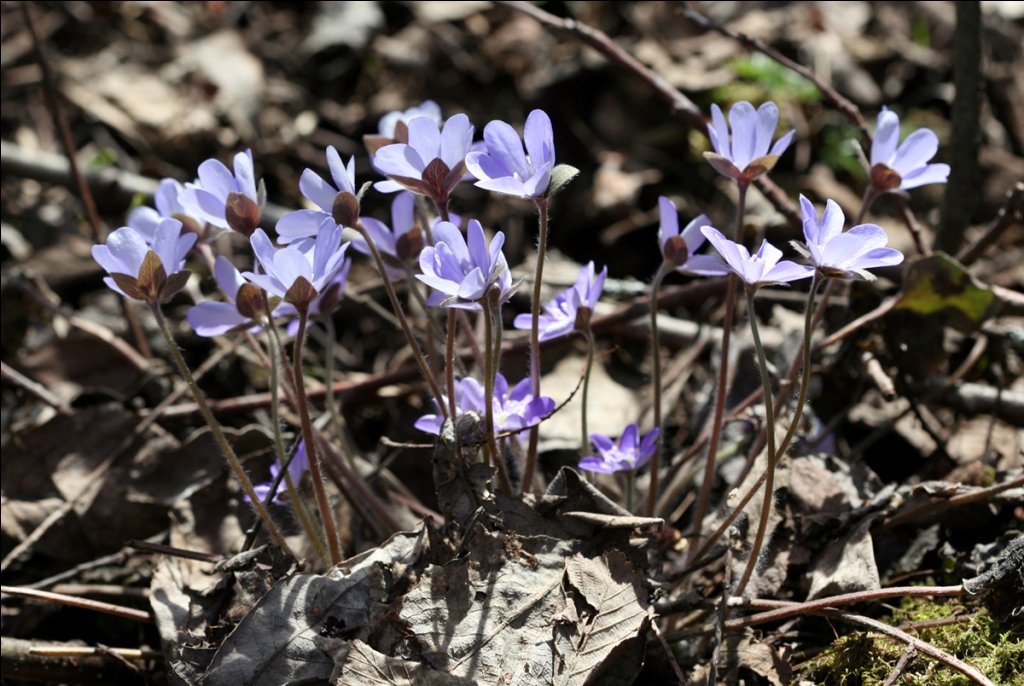 Image of Hepatica nobilis specimen.