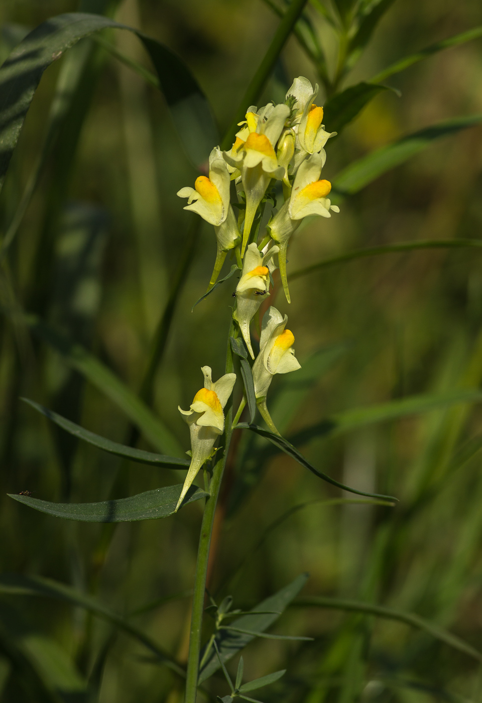 Изображение особи Linaria vulgaris.