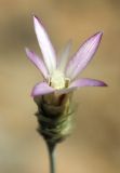 Xeranthemum longepapposum