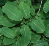 Lonicera orientalis. Верхушка ветви с незрелыми плодами. Адыгея, окр. плато Лагонаки. 17.08.2008.