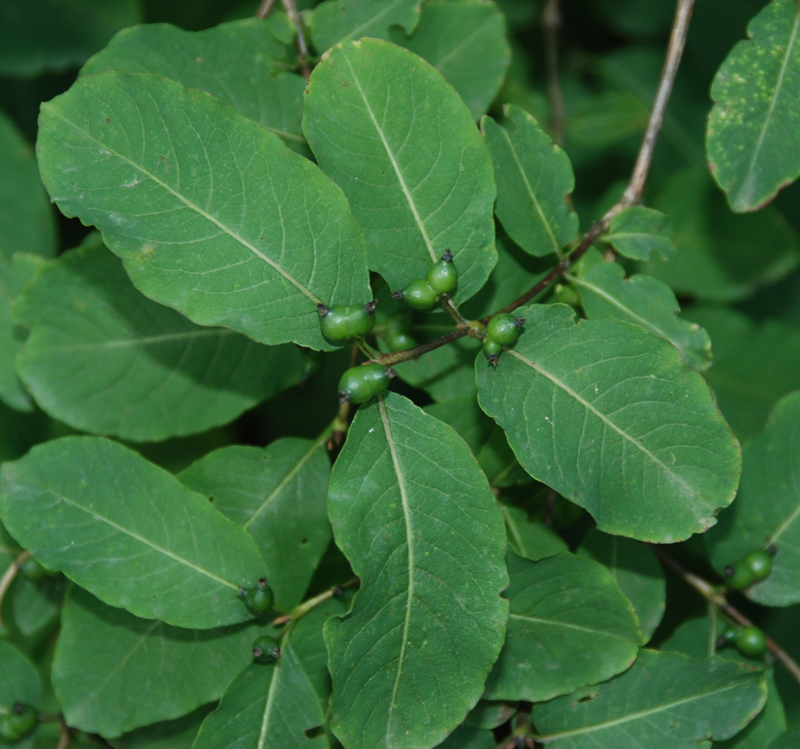 Image of Lonicera orientalis specimen.