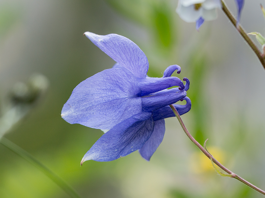 Image of Aquilegia olympica specimen.