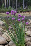 Allium schoenoprasum