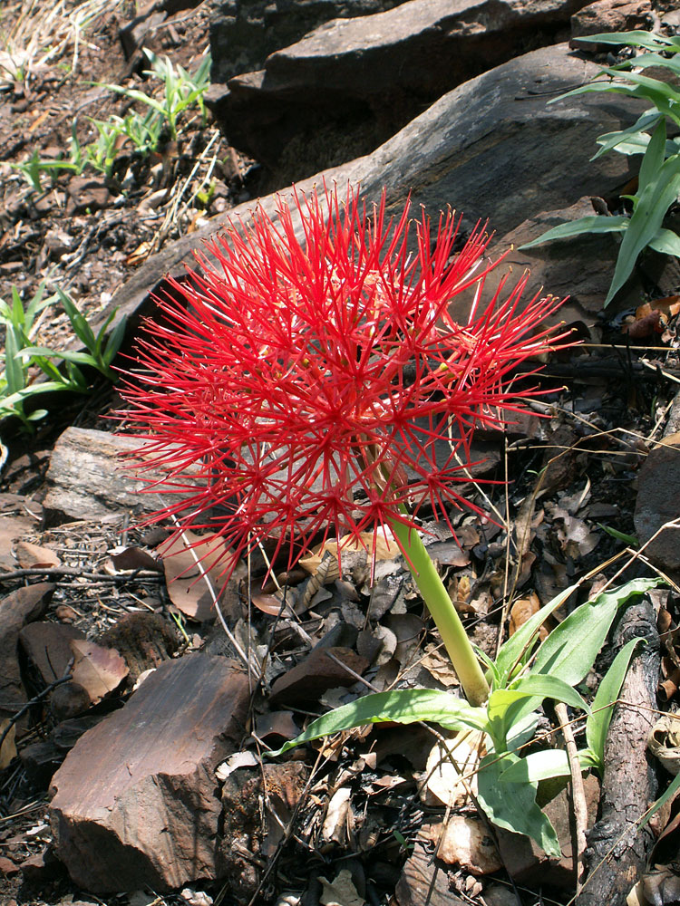 Image of Scadoxus multiflorus specimen.