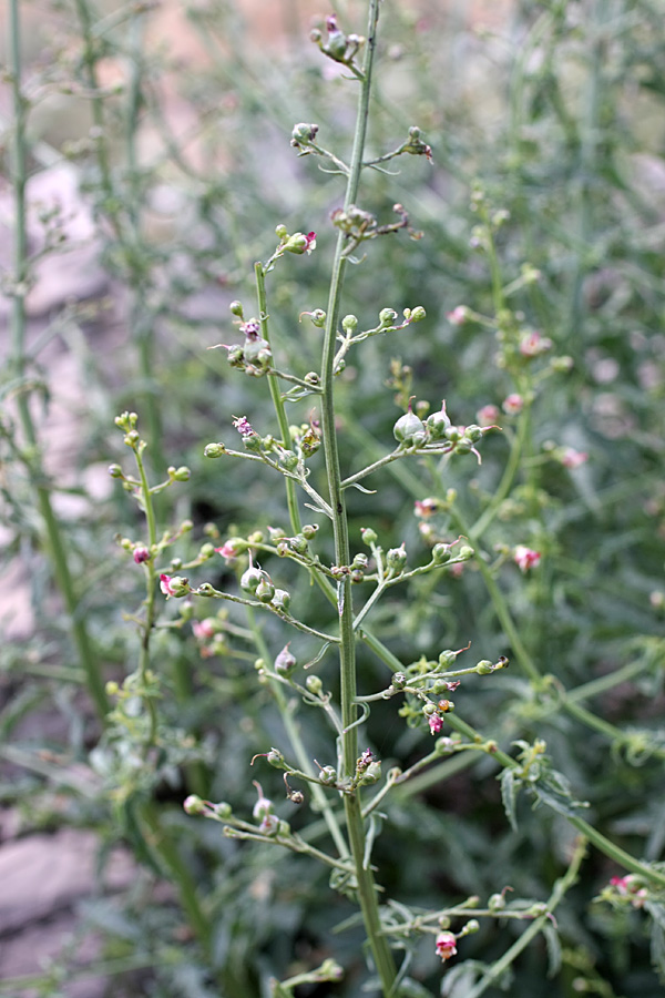 Изображение особи Scrophularia kiriloviana.