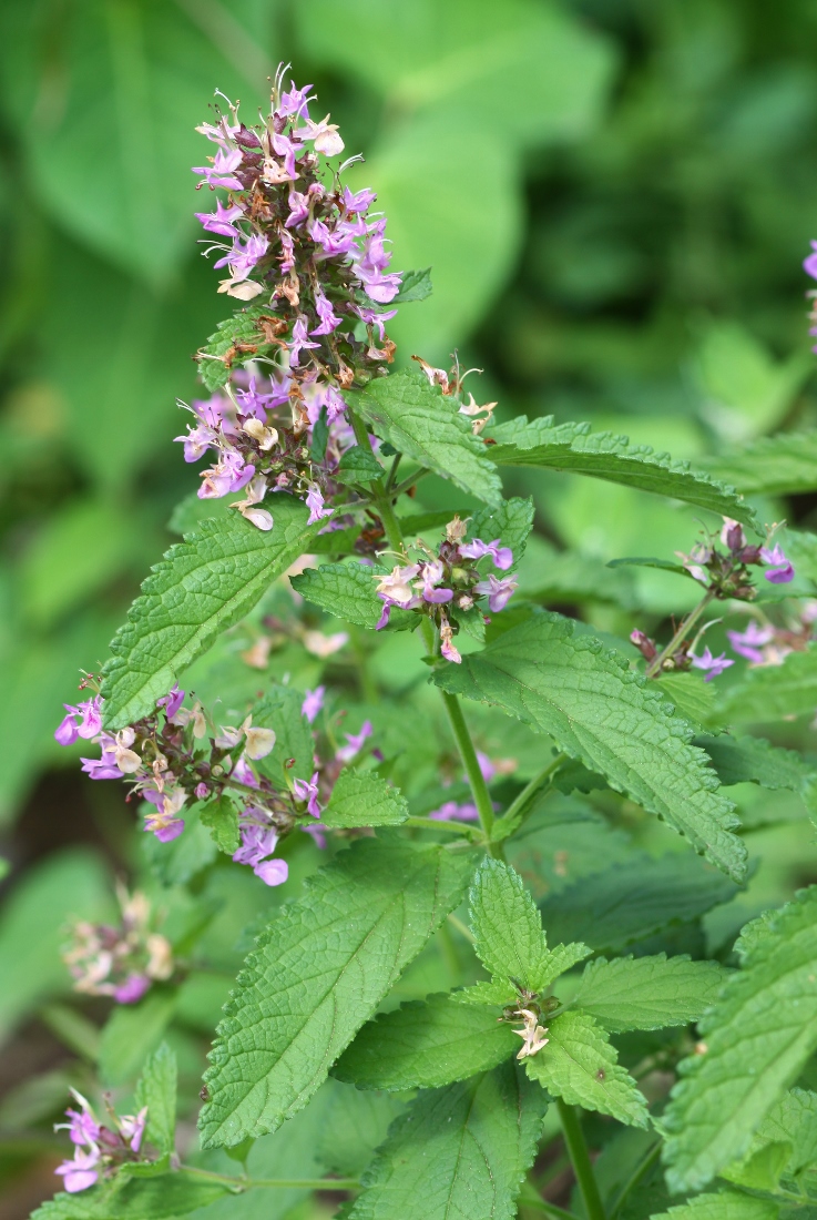 Image of Teucrium ussuriense specimen.