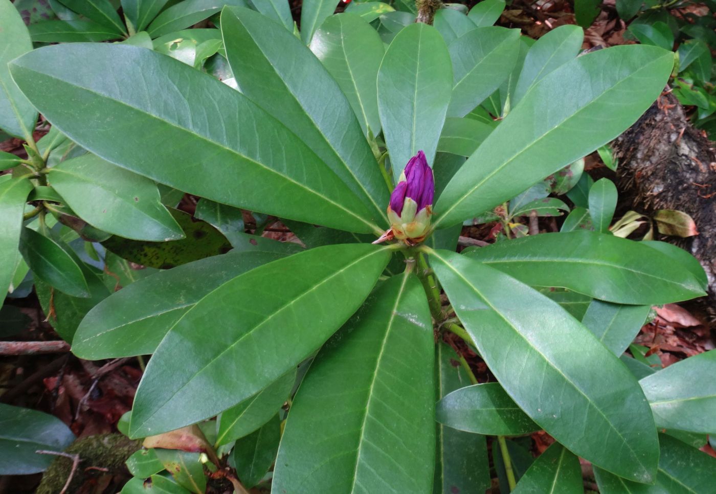 Изображение особи Rhododendron ponticum.