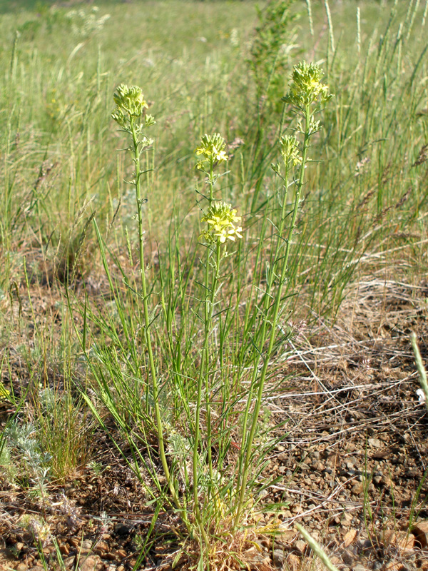 Изображение особи Erysimum canescens.