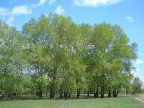 Populus × sibirica. Взрослые деревья. Иркутская обл., Иркутский р-н, близ устья р. Иркут. 24.05.2014.