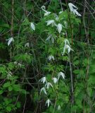 Atragene sibirica. Цветущие растения. Иркутская обл., Иркутский р-н, окр. с. Смоленщина. 06.06.2015.