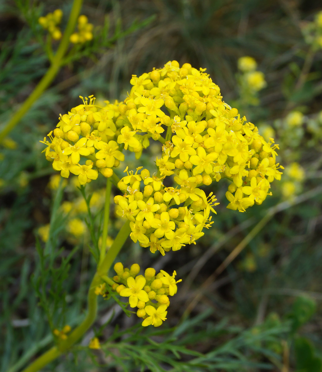 Image of Patrinia intermedia specimen.