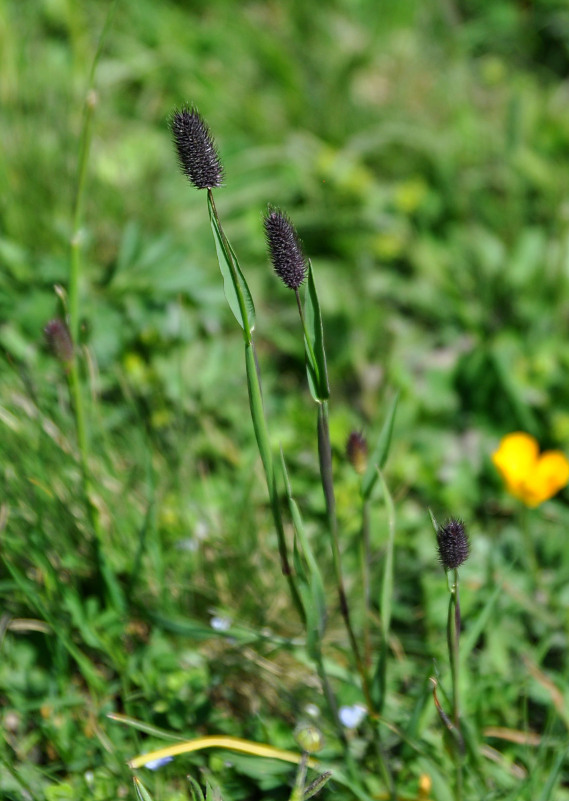 Изображение особи Phleum alpinum.