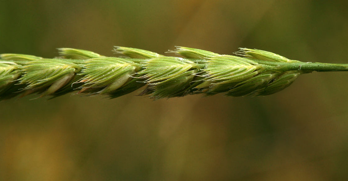 Изображение особи Cynosurus cristatus.