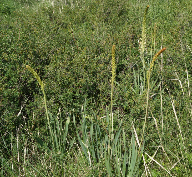 Изображение особи Eremurus altaicus.