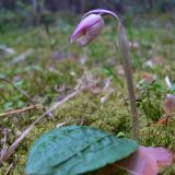 Calypso bulbosa. Цветущее растение. Свердловская обл., окр. г. Североуральск. Таёжный лес. 21.05.2007.