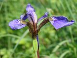 Iris setosa