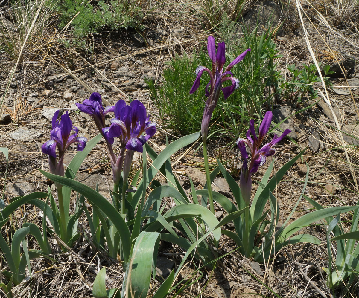 Изображение особи Iris glaucescens.