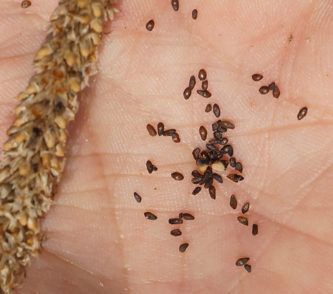 Изображение особи Plantago urvillei.