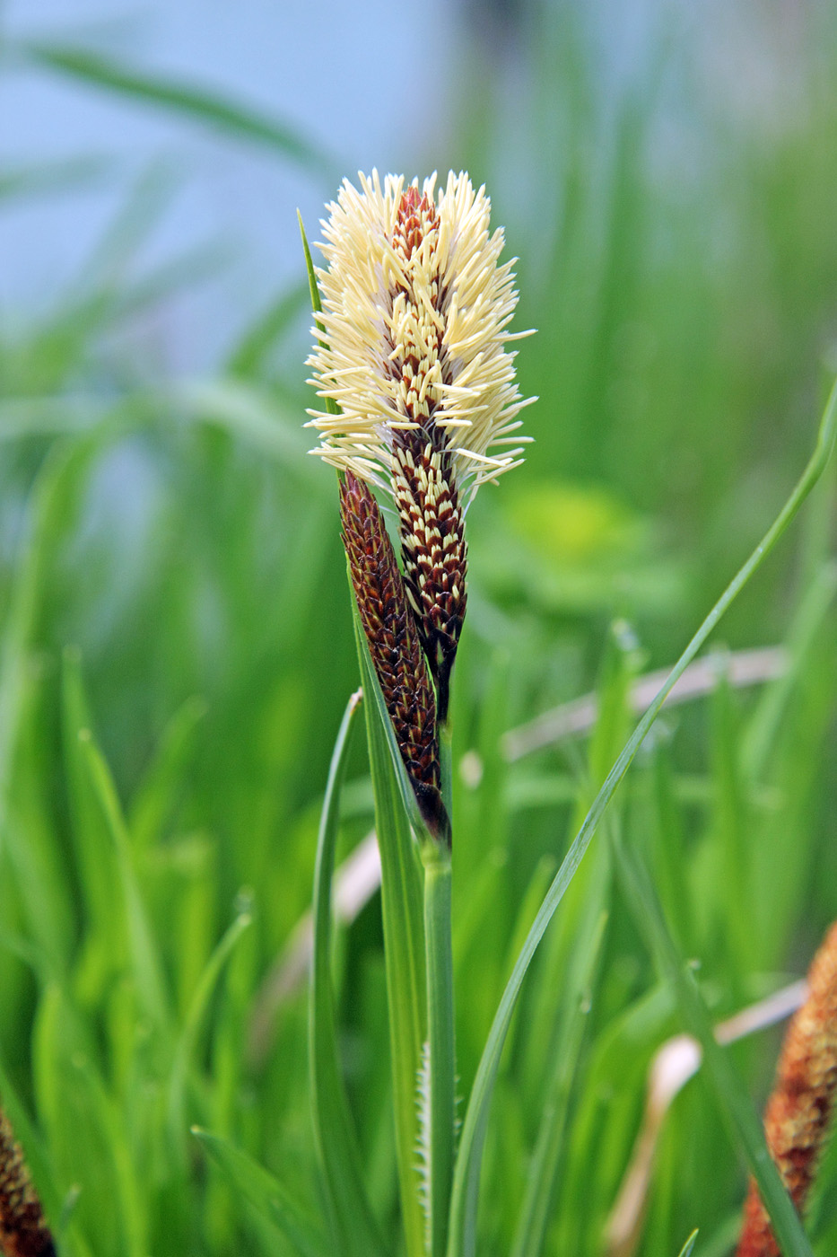 Изображение особи Carex acutiformis.