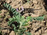 Astragalus camptoceras