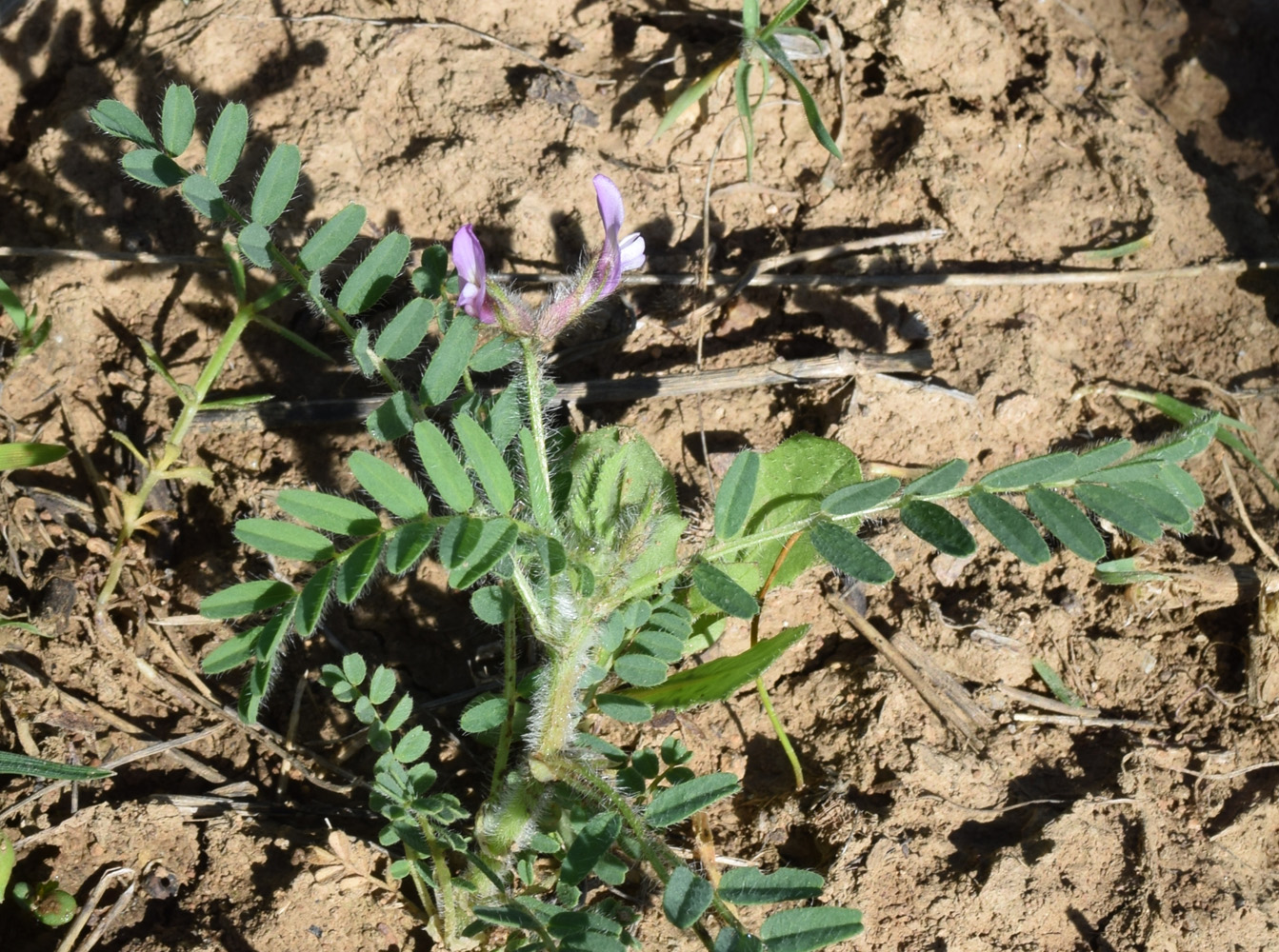 Изображение особи Astragalus camptoceras.