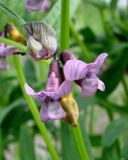 Vicia sepium