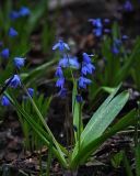 Scilla siberica