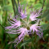 Dianthus superbus. Цветок. Свердловская обл., окр. г. Североуральск, опушка сосново-елового леса. 20.08.2009.