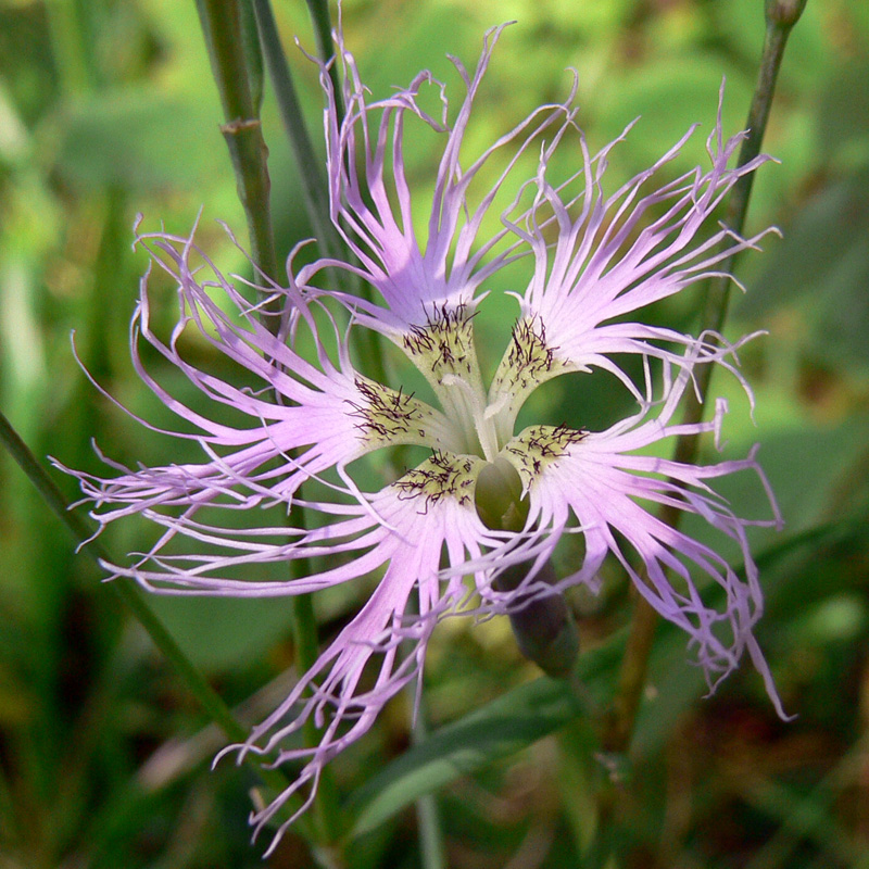 Изображение особи Dianthus superbus.