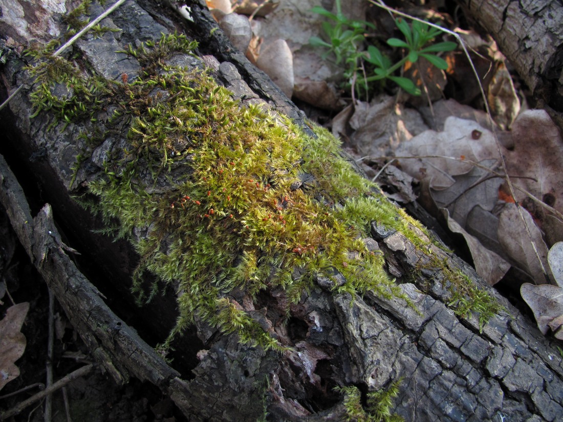 Изображение особи семейство Brachytheciaceae.