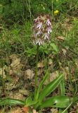 Orchis × angusticruris. Цветущее растение. Крым, окр. Балаклавы, поляна в пушистодубовом лесу. 30 апреля 2016 г.