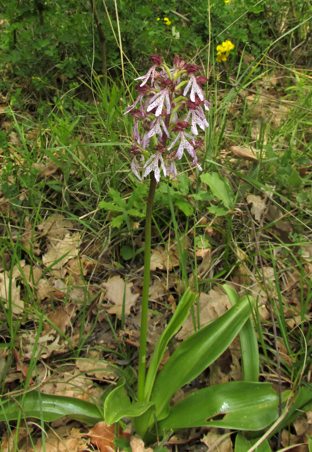 Изображение особи Orchis &times; angusticruris.