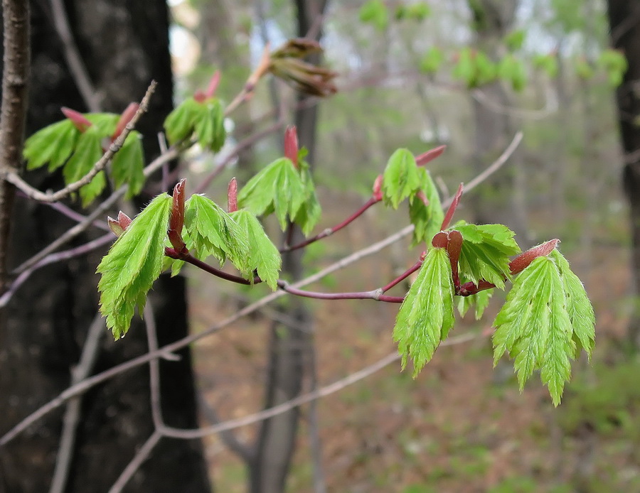 Image of Acer pseudosieboldianum specimen.