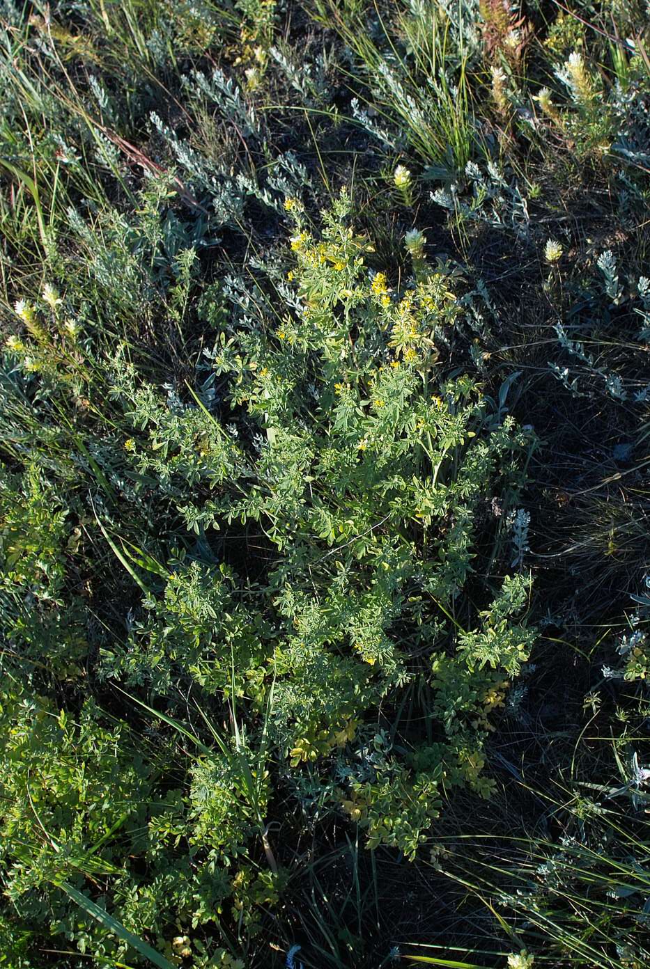 Изображение особи Medicago romanica.